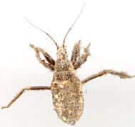 Chasseur masqué - Dexter Extermination